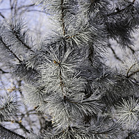 Buy canvas prints of Snowy pine needles by Adrian Bud