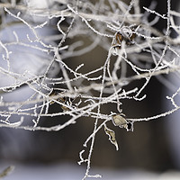 Buy canvas prints of Leaves abandoned in the snowy branches 2 by Adrian Bud