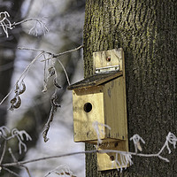 Buy canvas prints of Litle box house for birds in winter tree by Adrian Bud