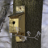 Buy canvas prints of box for birds in tree by Adrian Bud