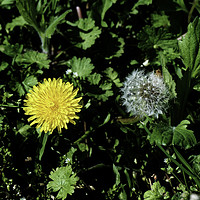 Buy canvas prints of Dandelion two generations by Adrian Bud