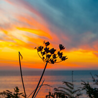 Buy canvas prints of Sunset Through The Ferns by James Lavott