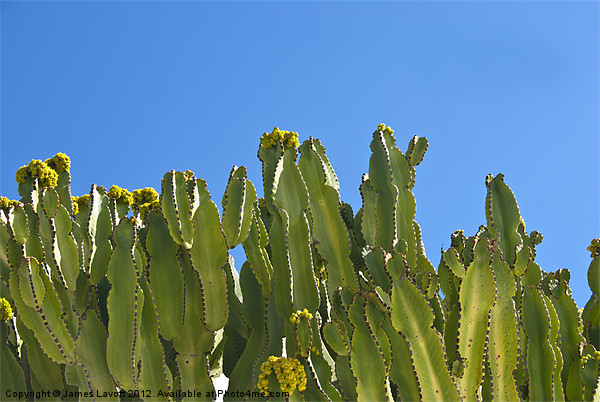Cactus On Blue Picture Board by James Lavott