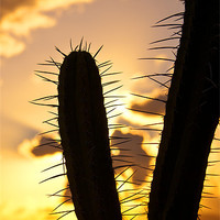 Buy canvas prints of Cactus Sunset Silhouette by James Lavott