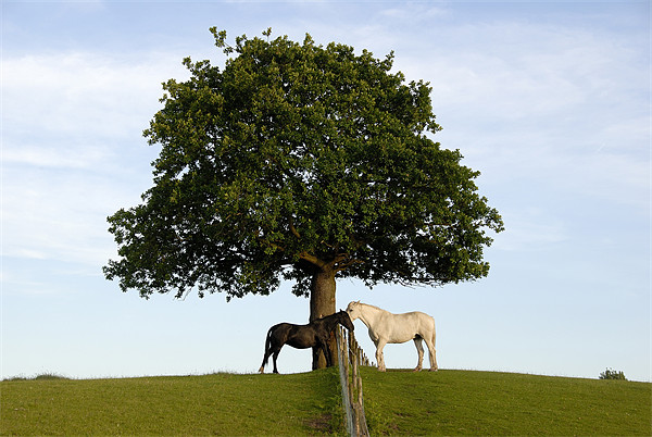 Horses Beneath An Oak Tree Picture Board by James Lavott