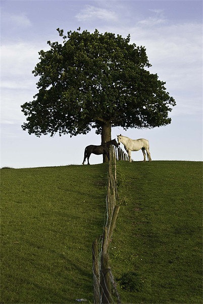 Two Horses Meeting Under A Great Oak Picture Board by James Lavott
