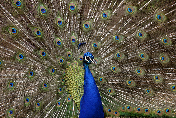 Proud As A Peacock Framed Mounted Print by James Lavott