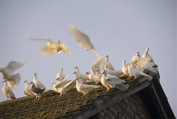 White Doves - Series I Picture Board by James Lavott