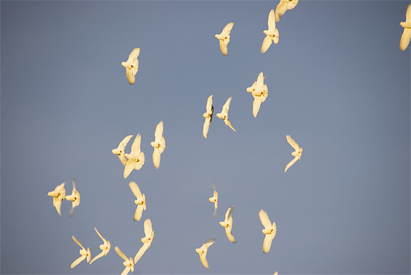 White Doves In Flight Picture Board by James Lavott