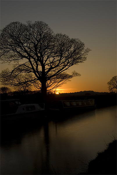 Sycamore Sunset - Series II Picture Board by James Lavott