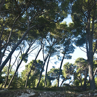 Buy canvas prints of  Cavtat Trees by James Lavott