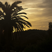 Buy canvas prints of  Palm Tree Sunset by James Lavott