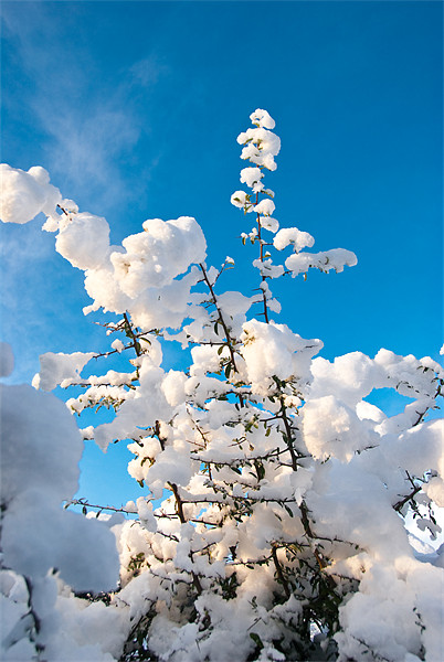 Snow Capped Branches Picture Board by James Lavott
