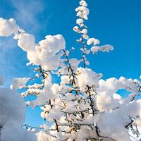 Buy canvas prints of Snow Capped Branches by James Lavott