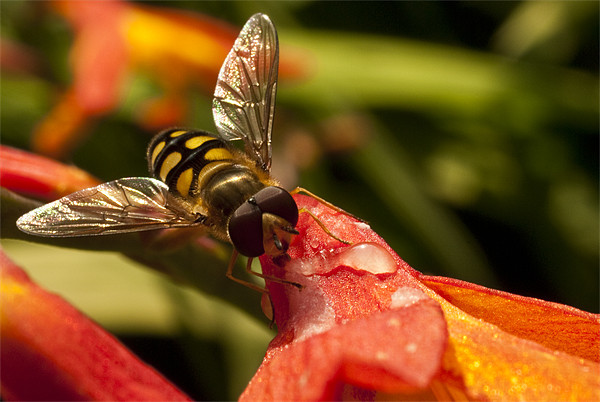 Hoverfly at Rest Picture Board by James Lavott