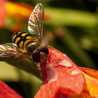 Buy canvas prints of Hoverfly at Rest by James Lavott