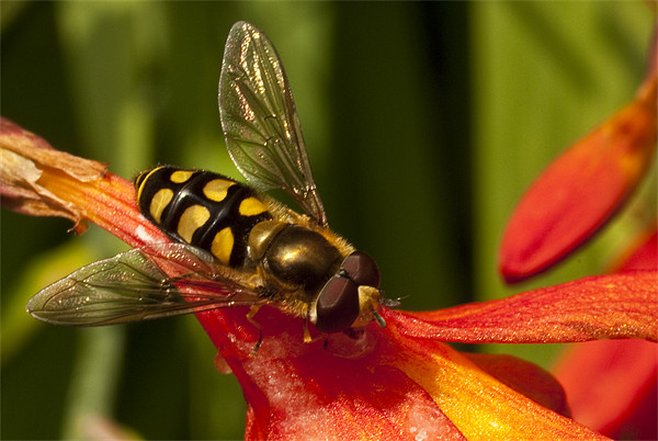 Hoverfly Picture Board by James Lavott