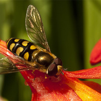 Buy canvas prints of Hoverfly by James Lavott