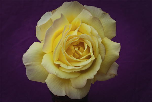 Yellow Rose On Purple Picture Board by James Lavott
