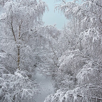 Buy canvas prints of Snow Path by James Lavott