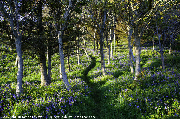 Bluebell Path Picture Board by James Lavott