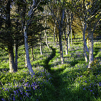 Buy canvas prints of Bluebell Path by James Lavott