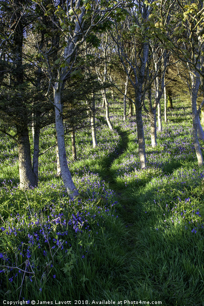 Bluebell Path Portrait Picture Board by James Lavott
