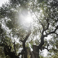 Buy canvas prints of Sun Soaked Giant Olive Tree by James Lavott