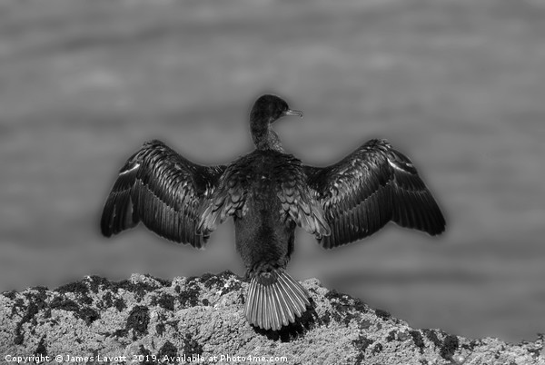 Cormorant On Rocks Picture Board by James Lavott