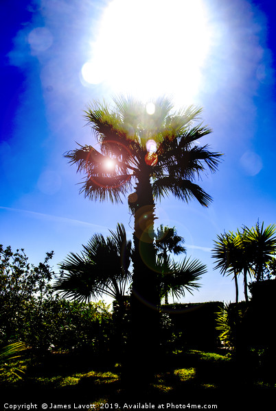 Sun Soaked Palm Picture Board by James Lavott