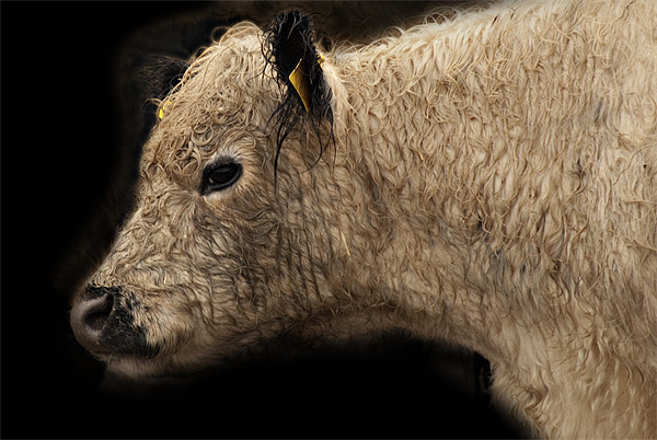Calf Picture Board by James Lavott