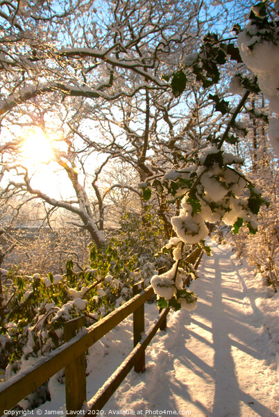 Snow Soaked Branches At Sunrise Picture Board by James Lavott