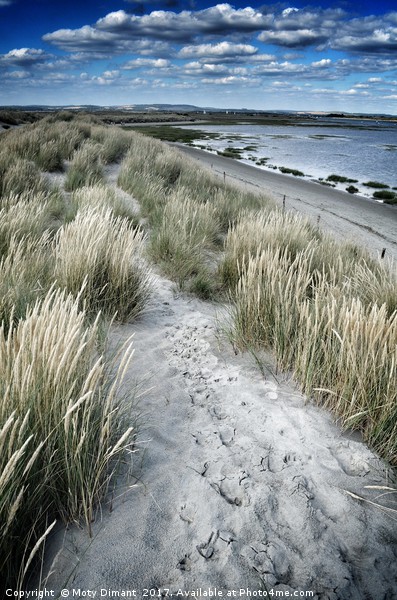 West Wittering Beach Sand Dunes & Grass Print by Moty Dimant