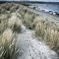 Buy canvas prints of West Wittering Beach Sand Dunes & Grass by Moty Dimant