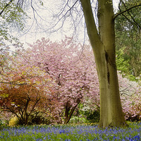 Buy canvas prints of Bluebells and Blossom by Fee Easton