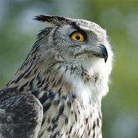 Buy canvas prints of Eagle Owl by Fee Easton
