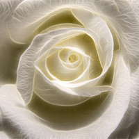 Buy canvas prints of White Rose Light by Darren Smith