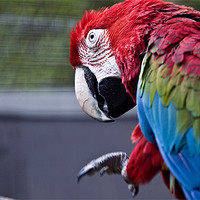 Buy canvas prints of I am Macaw by Darren Smith