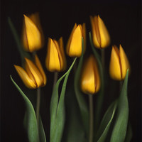 Buy canvas prints of Tulips by Brian Haslam