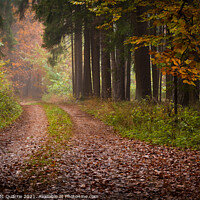 Buy canvas prints of Autumn forest pathway by James Mc Quarrie