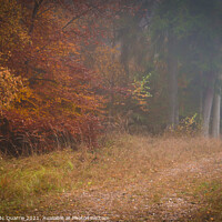 Buy canvas prints of Autumn forest landscape by James Mc Quarrie