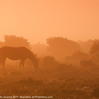 Buy canvas prints of New forest pony by James Mc Quarrie
