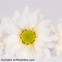 Buy canvas prints of Daisies by James Mc Quarrie