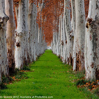 Buy canvas prints of Green pathway with trees by James Mc Quarrie