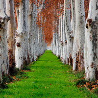 Buy canvas prints of Green pathway with trees by James Mc Quarrie