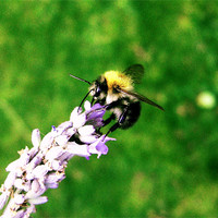 Buy canvas prints of Lavender Bee by George Thurgood Howland
