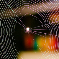 Buy canvas prints of Spiderweb by Robinson Thomas