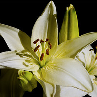 Buy canvas prints of White Lilies on Black by Jacqi Elmslie