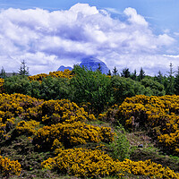 Buy canvas prints of Suilven Through the Gorse by Jacqi Elmslie