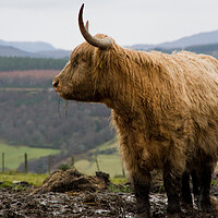 Buy canvas prints of Highland cow in the Scottish hills by Jacqi Elmslie